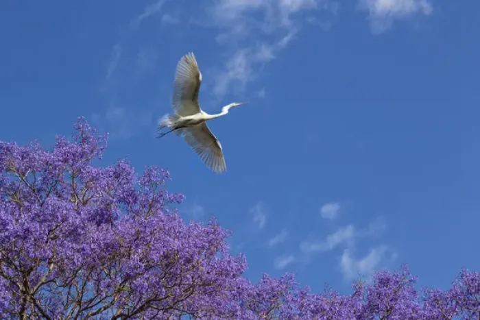 Framed Print : Mexico, San Miguel de Allende. Great egret flying over jacaranda tree. Credit as