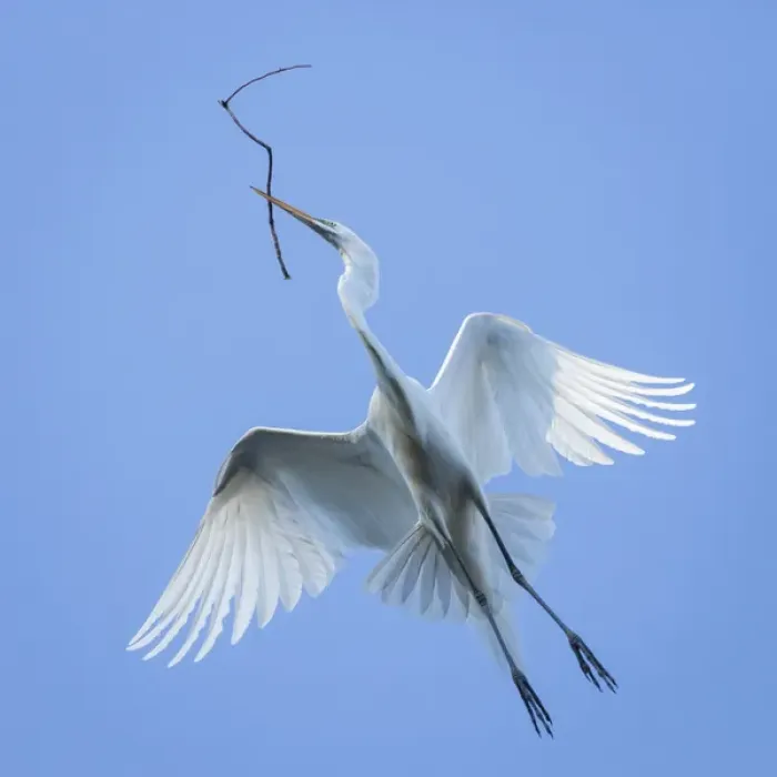 Framed Print : Mexico, San Miguel de Allende. Great egret flying with nesting material. Credit as Framed Print : Mexico, San Miguel de Allende. Great egret flying with nesting material. Credit as