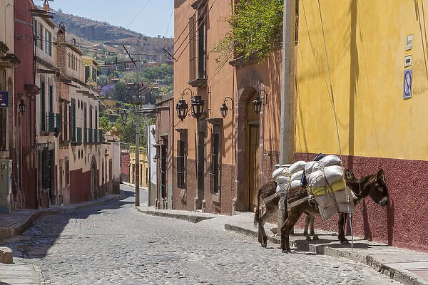 Mexico, San Miguel de Allende. Two laden donkeys on sidewalk