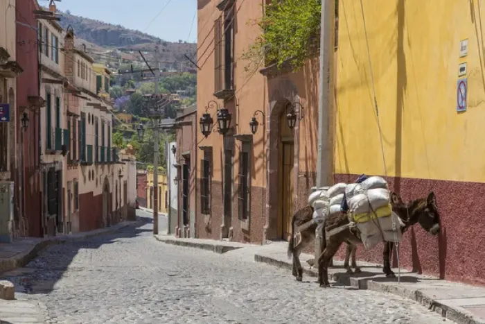 Framed Print : Mexico, San Miguel de Allende. Two laden donkeys on sidewalk Framed Print : Mexico, San Miguel de Allende. Two laden donkeys on sidewalk