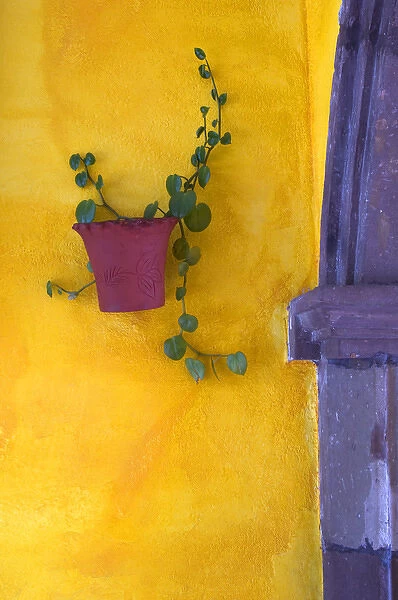 Mexico, San Miguel de Allende. Planted pot on wall
