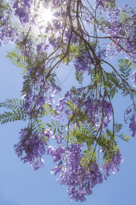 Framed Print : Mexico, San Miguel de Allende. Sunburst through jacaranda tree Framed Print : Mexico, San Miguel de Allende. Sunburst through jacaranda tree