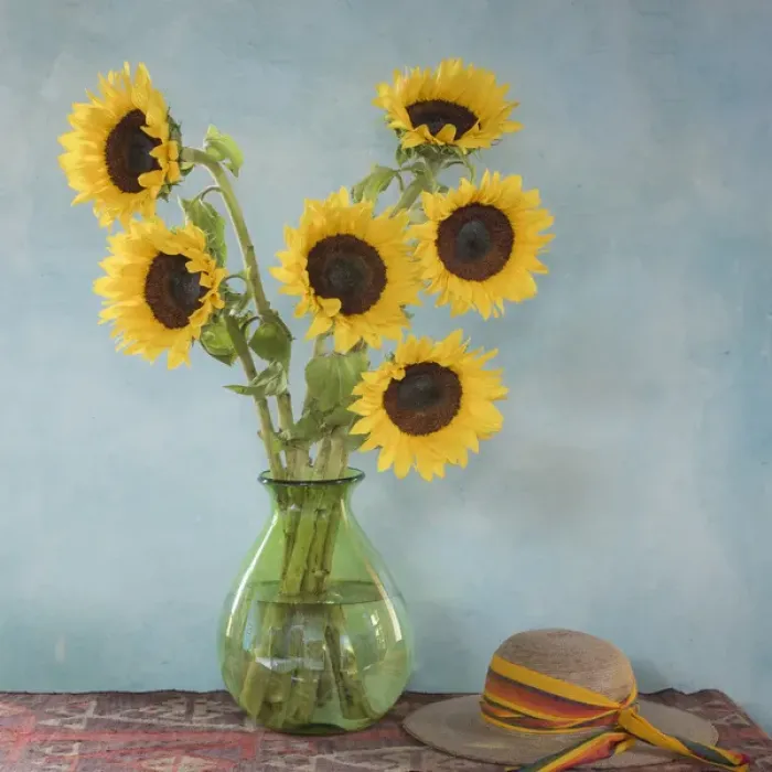 Framed Print : Mexico, San Miguel de Allende. Sunflowers in vase on table Framed Print : Mexico, San Miguel de Allende. Sunflowers in vase on table
