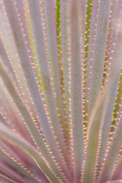 Mexico, San Miguel de Allende. Yucca plant close-up