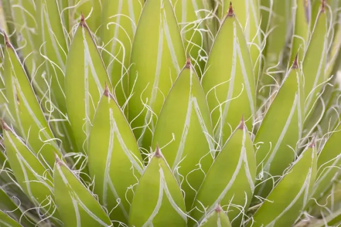 Framed Print : Mexico, San Miguel de Allende. Yucca plant close-up Framed Print : Mexico, San Miguel de Allende. Yucca plant close-up