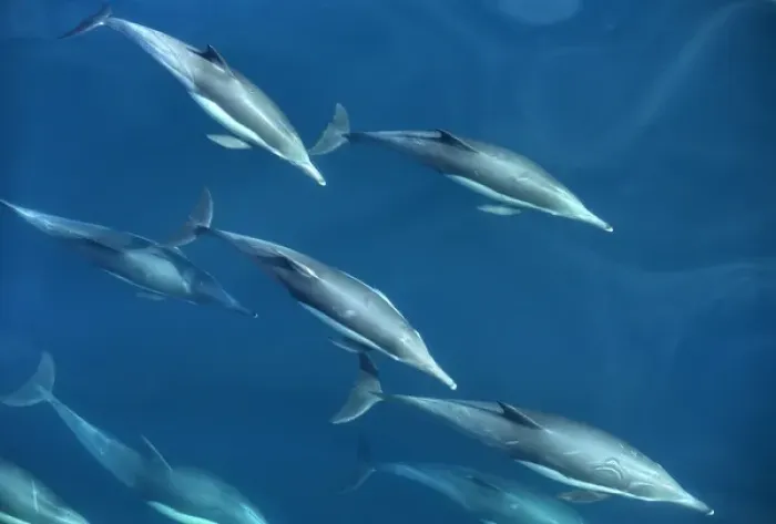 Framed Print : Mexico, Sea of Cortez, Bottlenose dolphins swimming underwater in front of boat