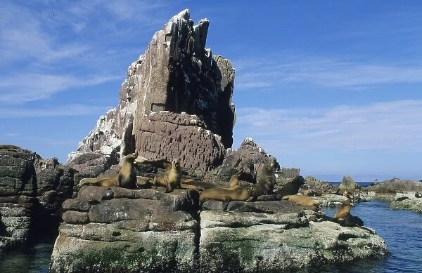 Mexico, Sea of Cortez, Los Islotes, California Sea Lions, (Zalophus californianus)