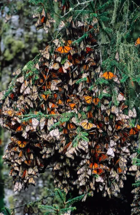 Framed Print : Mexico, Sierra Chincua Monarch Sanctuary, Monarch Butterflies (Danaus plexippus) Framed Print : Mexico, Sierra Chincua Monarch Sanctuary, Monarch Butterflies (Danaus plexippus)