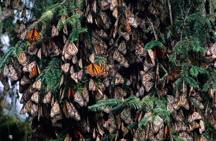 Framed Print : Mexico, Sierra Chincua Monarch Sanctuary, Monarch Butterflies (Danaus plexippus) Framed Print : Mexico, Sierra Chincua Monarch Sanctuary, Monarch Butterflies (Danaus plexippus)