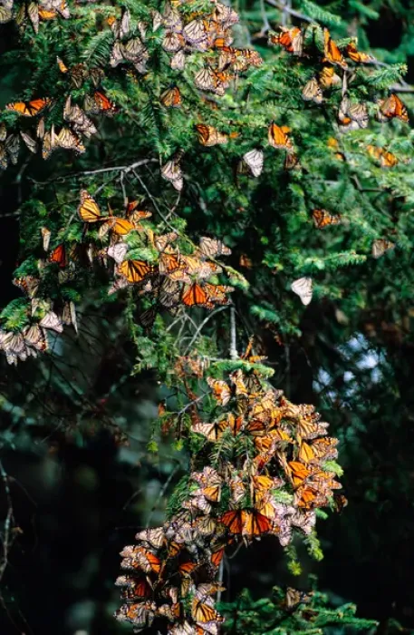 Framed Print : Mexico, Sierra Chincua Monarch Sanctuary, Monarch Butterflies (Danaus plexippus) Framed Print : Mexico, Sierra Chincua Monarch Sanctuary, Monarch Butterflies (Danaus plexippus)