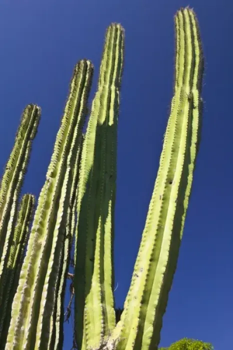 Framed Print : Mexico, Sinaloa State, Copala. Big Cactus Framed Print : Mexico, Sinaloa State, Copala. Big Cactus