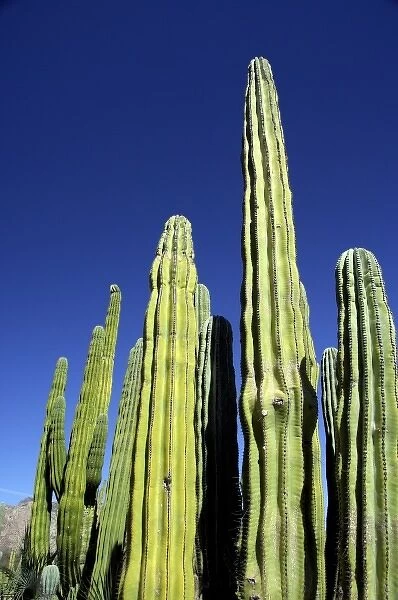 Mexico, Sonora, San Carlos. Saguaro & Organ Pipe cactus. THIS IMAGE HAS SOME RESTRICTIONS