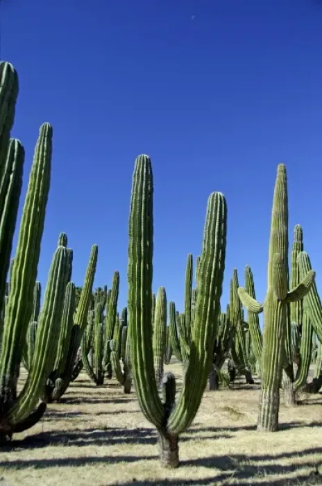 Framed Print : Mexico, Sonora, San Carlos. Saguaro & Organ Pipe cactus. THIS IMAGE HAS SOME RESTRICTIONS