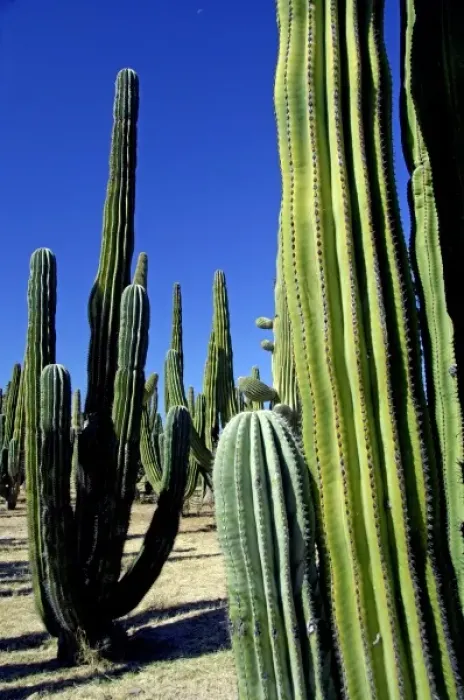 Framed Print : Mexico, Sonora, San Carlos. Saguaro & Organ Pipe cactus. THIS IMAGE HAS SOME RESTRICTIONS Framed Print : Mexico, Sonora, San Carlos. Saguaro & Organ Pipe cactus. THIS IMAGE HAS SOME RESTRICTIONS