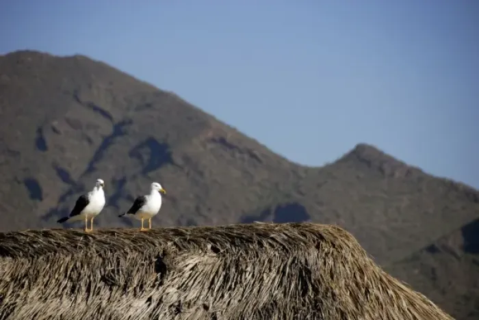 Framed Print : Mexico, State of Sonora, Guaymas. Pearl farm (aka Perlas del Mar de Cortez). THIS Framed Print : Mexico, State of Sonora, Guaymas. Pearl farm (aka Perlas del Mar de Cortez). THIS