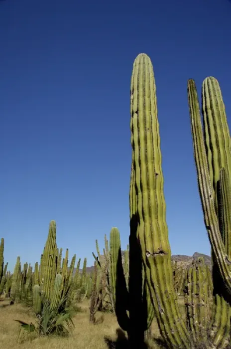 Framed Print : Mexico, State of Sonora, San Carlos. Saguaro (Carnegiea gigantea) & Organ Pipe (Lemaireocereus Framed Print : Mexico, State of Sonora, San Carlos. Saguaro (Carnegiea gigantea) & Organ Pipe (Lemaireocereus