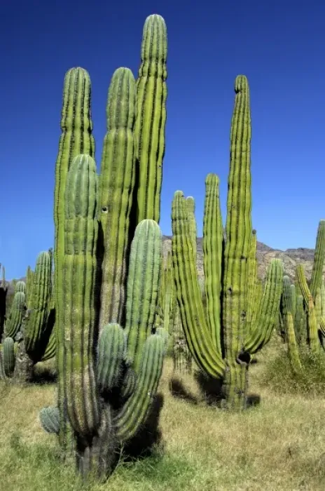 Framed Print : Mexico, State of Sonora, San Carlos. Saguaro (Carnegiea gigantea) & Organ Pipe (Lemaireocereus