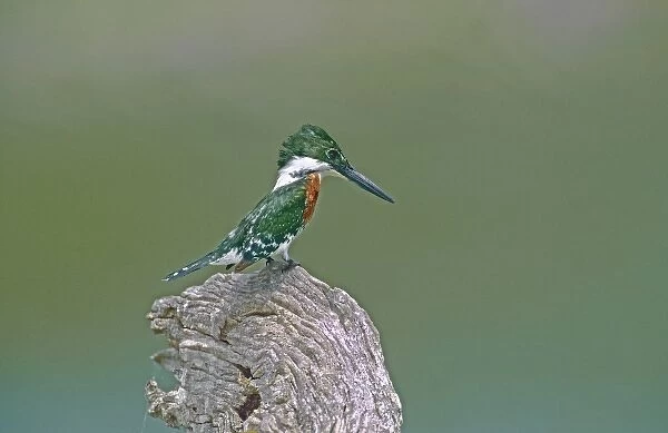 Mexico, Tamaulipas State. Close-up of green kingfisher male perched on stump looking