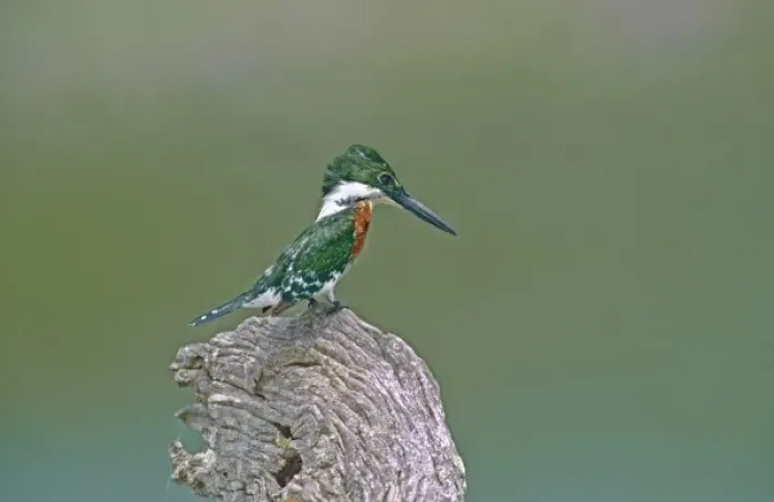 Framed Print : Mexico, Tamaulipas State. Close-up of green kingfisher male perched on stump looking Framed Print : Mexico, Tamaulipas State. Close-up of green kingfisher male perched on stump looking