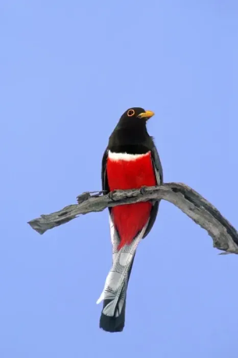 Framed Print : Mexico, Tamaulipas State. Close-up of wild elegant trogon male on dead branch