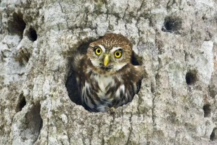 Framed Print : Mexico, Tamaulipas State. Ferruginous pygmy owl in cavity nest Framed Print : Mexico, Tamaulipas State. Ferruginous pygmy owl in cavity nest