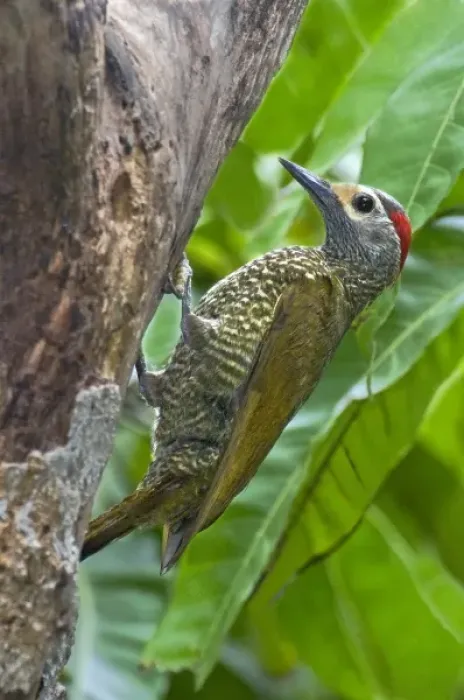 Framed Print : Mexico, Tamaulipas State. Male bronze-winged woodpecker at cavity nest Framed Print : Mexico, Tamaulipas State. Male bronze-winged woodpecker at cavity nest