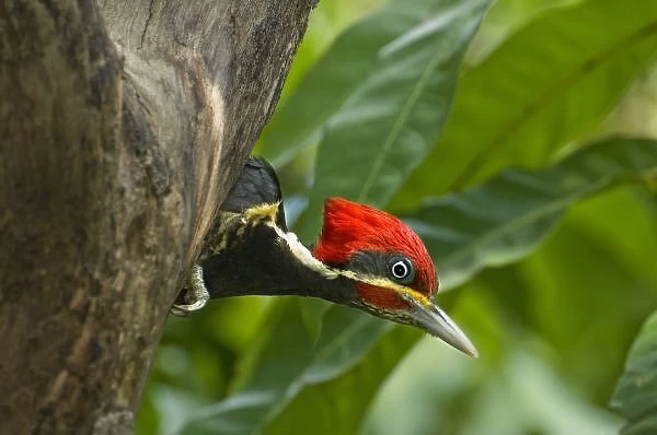 Mexico, Tamaulipas State. Male lineated woodpecker looking out from cavity nest
