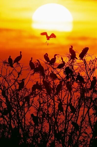Mexico, Tamaulipas State. Silhouette of neotropic cormorants roosting at sunset