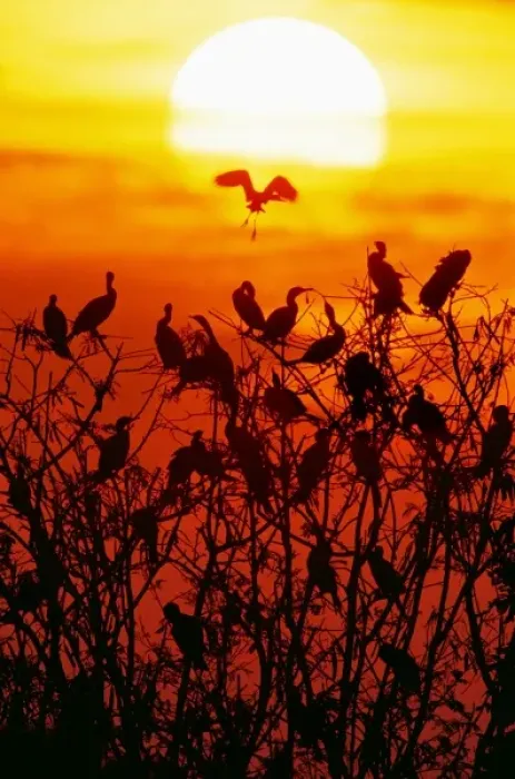 Framed Print : Mexico, Tamaulipas State. Silhouette of neotropic cormorants roosting at sunset Framed Print : Mexico, Tamaulipas State. Silhouette of neotropic cormorants roosting at sunset