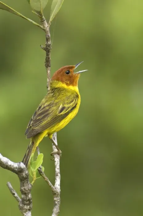 Framed Print : Mexico, Tamaulipas State. Yellow mangrove warbler male perched on branch singing