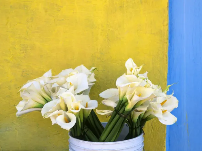 Framed Print : Mexico, Xico. Calla lilies and colorful wall Framed Print : Mexico, Xico. Calla lilies and colorful wall
