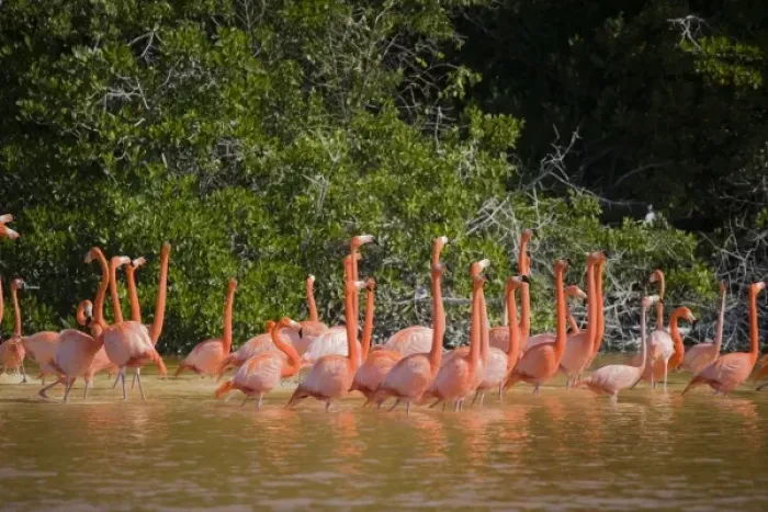 Framed Print : Mexico, Yucatan. A flock of Carribean pink flamingos in the Celestun National Wildlife refuge