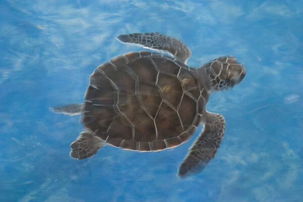 Mexico, Yucatan, Isla Mujeres (Island of Women), baby turtle swimming at Turtle Sanctuary