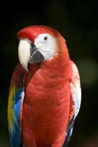 Mexico, Yucatan, Merida, scarlet macaw (Ara macao) - captive