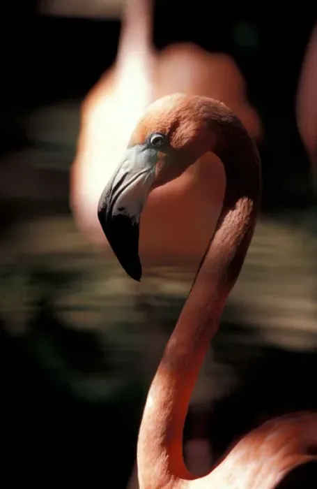 Framed Print : Mexico, Yucatan Peninsula, Pink Flamingo at Xcaret, eco-archeological park of Xcaret Framed Print : Mexico, Yucatan Peninsula, Pink Flamingo at Xcaret, eco-archeological park of Xcaret