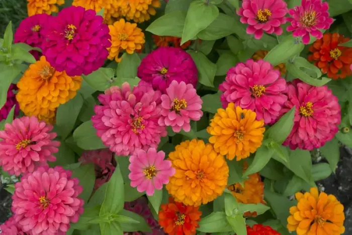 Framed Print : Michigan, Dearborn, Greenfield Village. Close up of colorful zinnia flowers