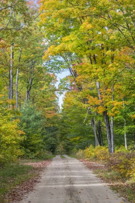 Framed Print : Michigan, Hiawatha National Forest, road with trees in fall color Framed Print : Michigan, Hiawatha National Forest, road with trees in fall color
