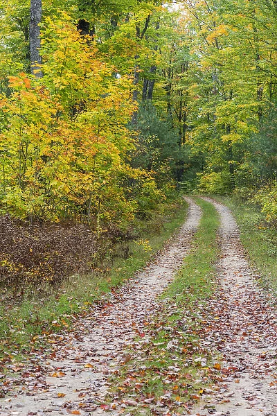 Michigan, Hiawatha National Forest, road with trees in fall color