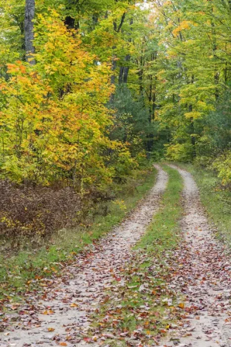 Framed Print : Michigan, Hiawatha National Forest, road with trees in fall color Framed Print : Michigan, Hiawatha National Forest, road with trees in fall color