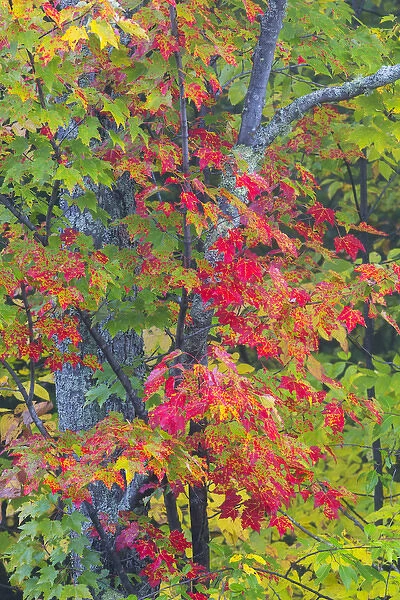Michigan, Houghton County, tree with fall color