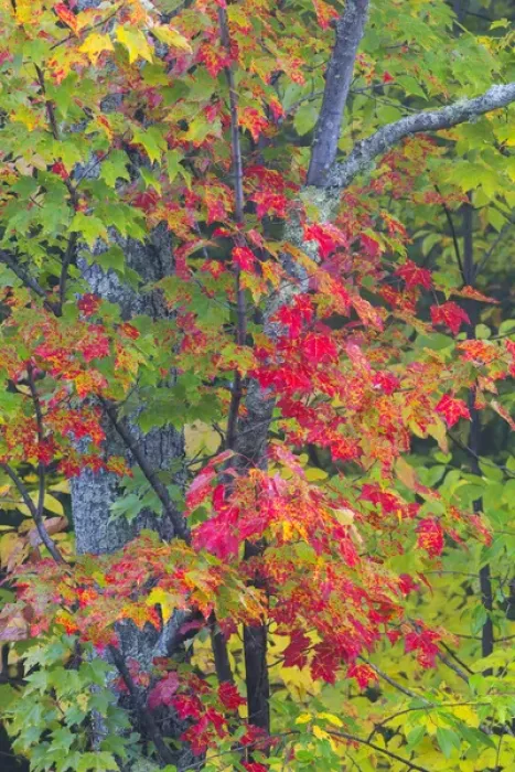 Framed Print : Michigan, Houghton County, tree with fall color Framed Print : Michigan, Houghton County, tree with fall color