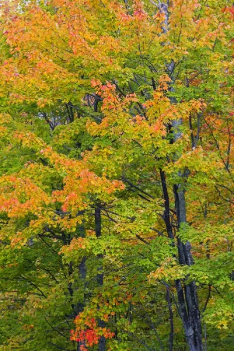 Framed Print : Michigan, Houghton County, tree with fall color Framed Print : Michigan, Houghton County, tree with fall color