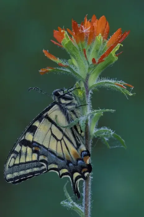 Framed Print : Michigan, Houghton Lake. Tiger Swallowtail on Indian Paintbrush. (Papilio glaucus
