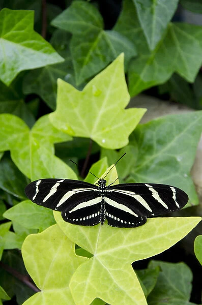 Michigan, Mackinac Island. Wings of Mackinac Butterfly Conservatory and garden