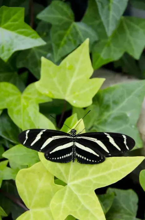 Framed Print : Michigan, Mackinac Island. Wings of Mackinac Butterfly Conservatory and garden Framed Print : Michigan, Mackinac Island. Wings of Mackinac Butterfly Conservatory and garden