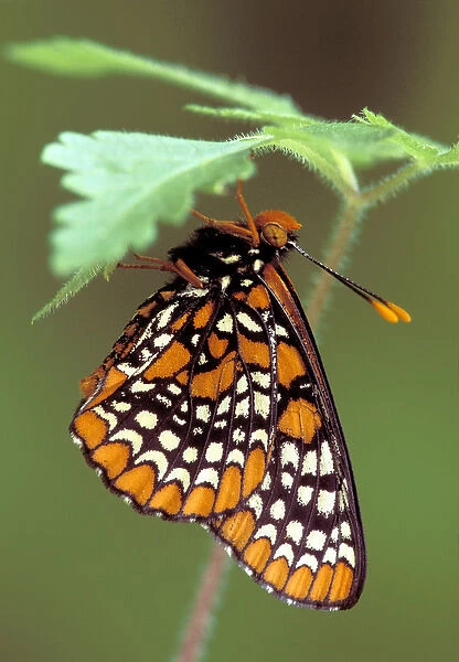 Michigan, Oakland County Checkerspot Butterfly roosting (Euphydryas phaeton)