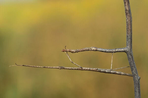 Michigan, Oakland County. Walking Stick mimicking stick for camouflage (Diapheromera