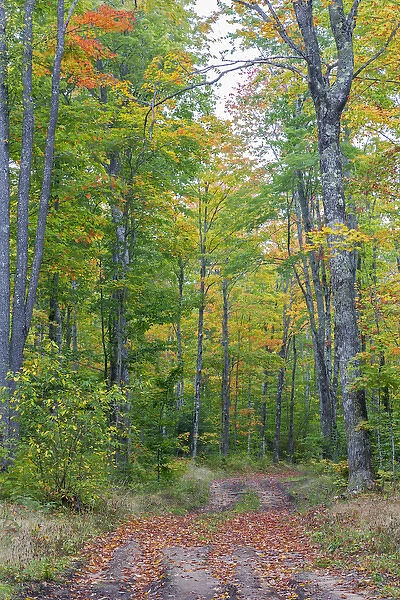 Michigan, Pictured Rocks National Lakeshore, road through forest