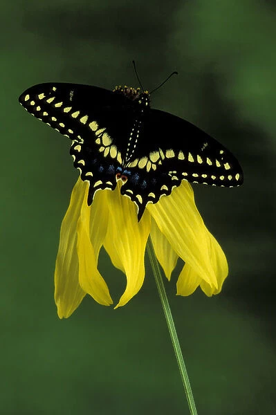 Michigan, Rochester. American Eastern Black Swallowtail (Papilio polyxenes)