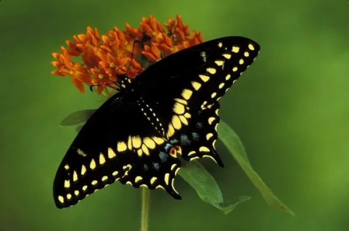 Framed Print : Michigan, Rochester. American Eastern Black Swallowtail (Papilio polyxenes) Framed Print : Michigan, Rochester. American Eastern Black Swallowtail (Papilio polyxenes)